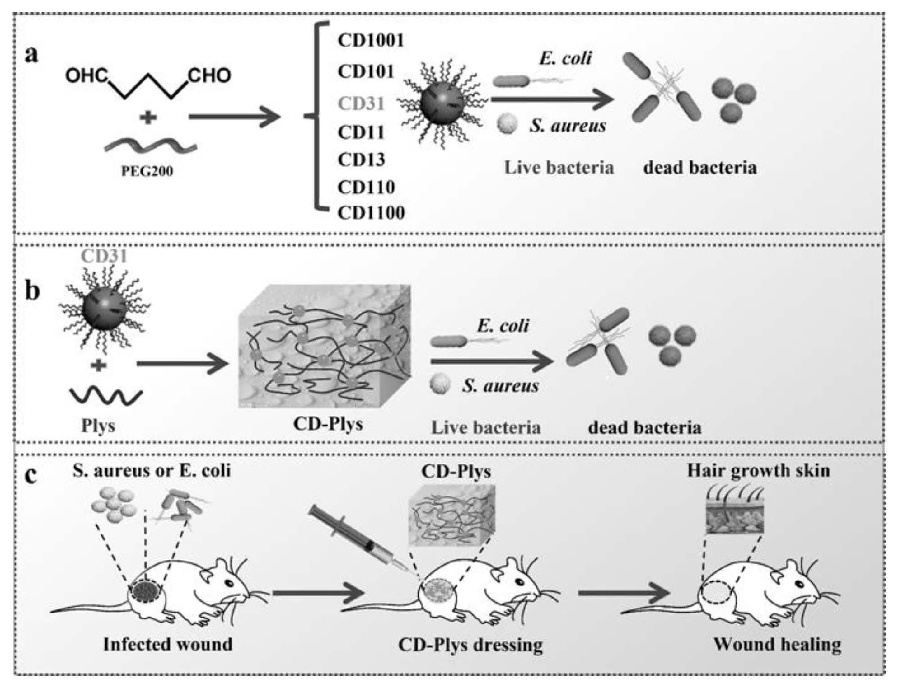 碳納米點、可注射碳納米點-ε-聚賴氨酸水凝膠及其制備方法與應用
