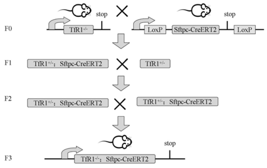 TfR1肺組織特異性敲除小鼠模型及其構建方法和應用