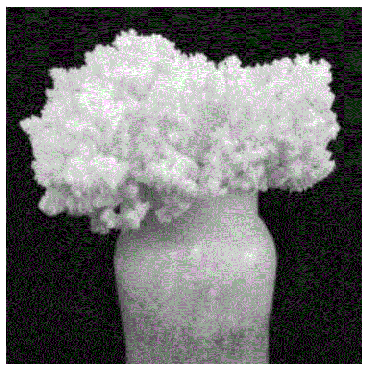 一株珊瑚狀猴頭菌及其應用