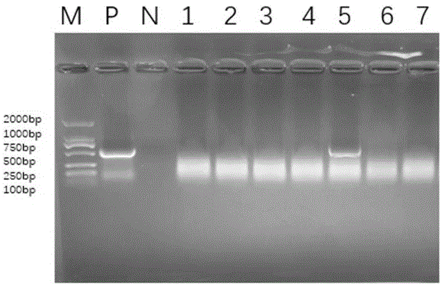 基因ZmMYB86在提高植物抗旱性能中的應用